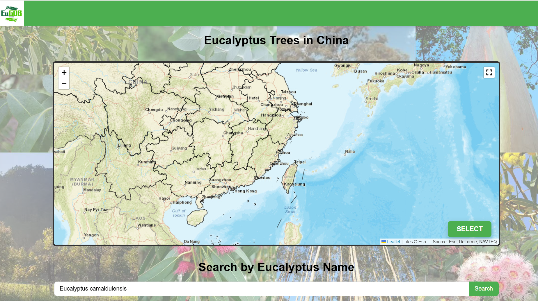 Screenshot of retrieval mode operation for Eucalyptus site China