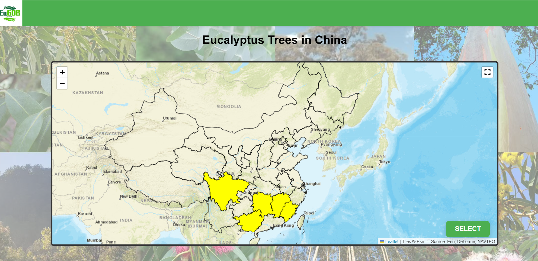 Screenshot of directed screening mode operation for Eucalyptus site China