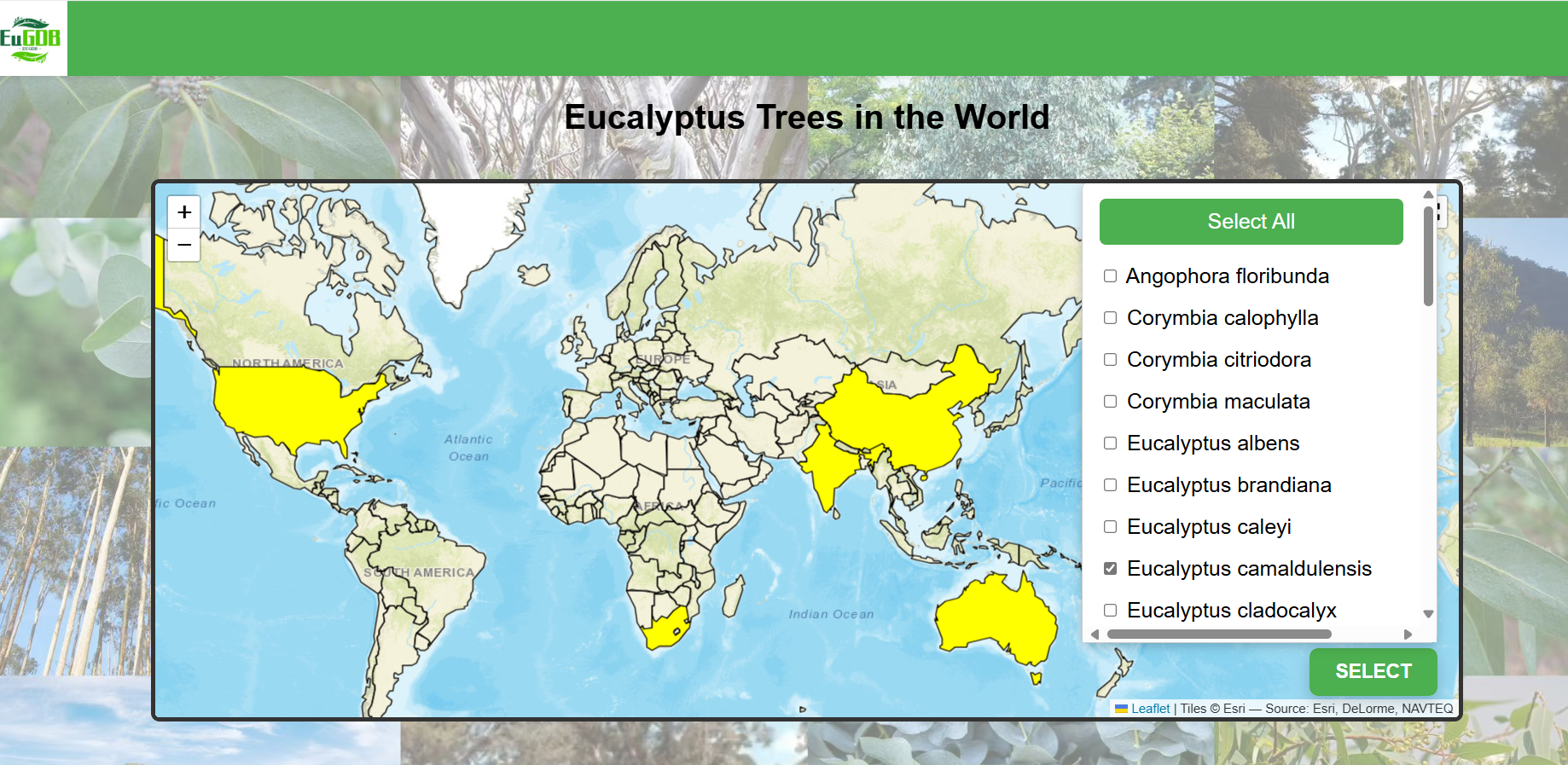 Screenshot of directed screening mode operation for Eucalyptus Cultivation Tracker