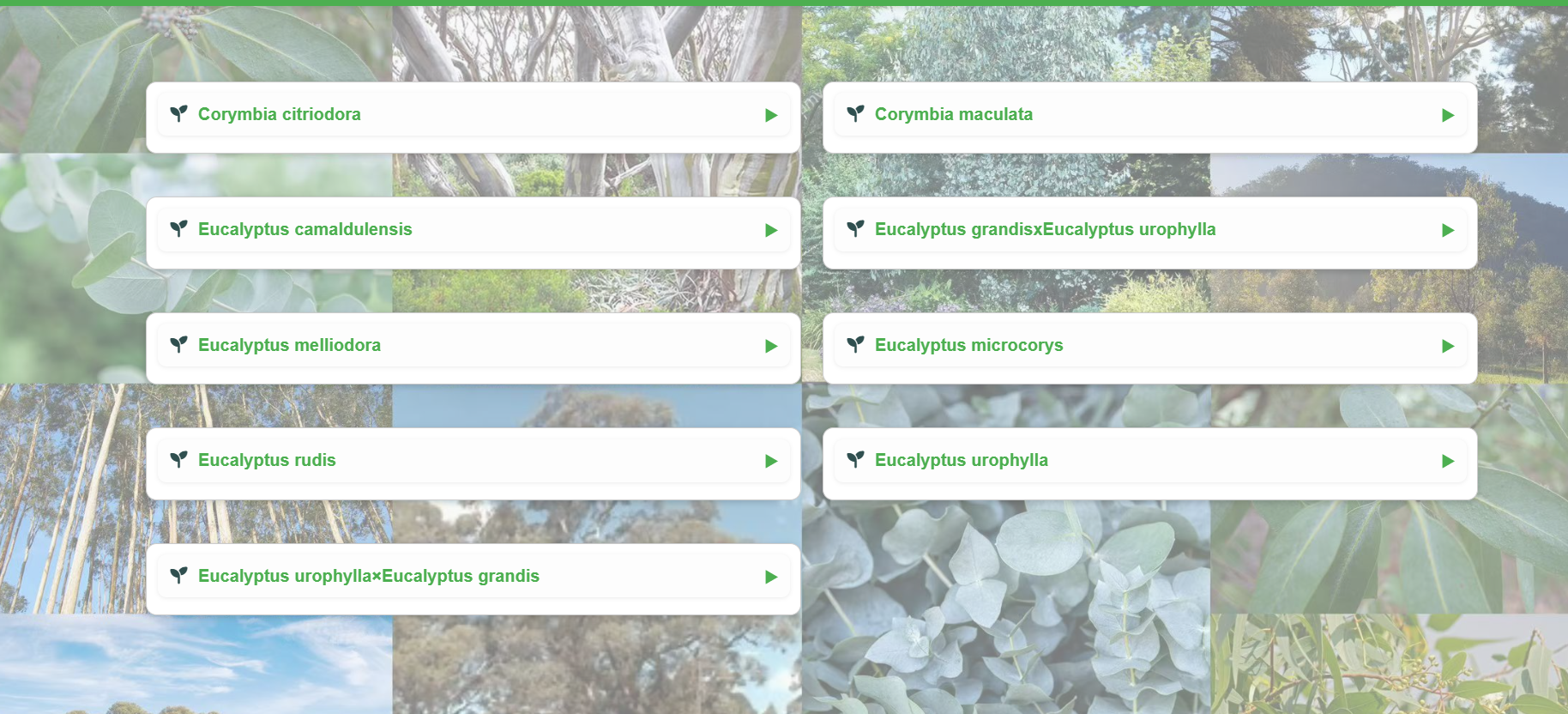 Screenshot of national species information display for Eucalyptus Cultivation Tracker