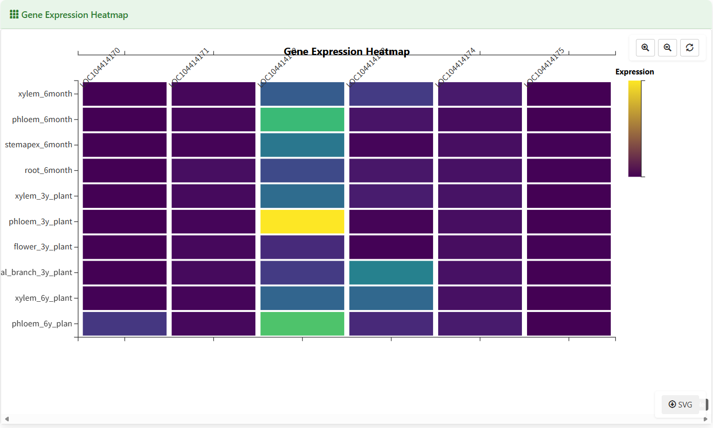 Screenshot of Eucalyptus Gene expression heatmap