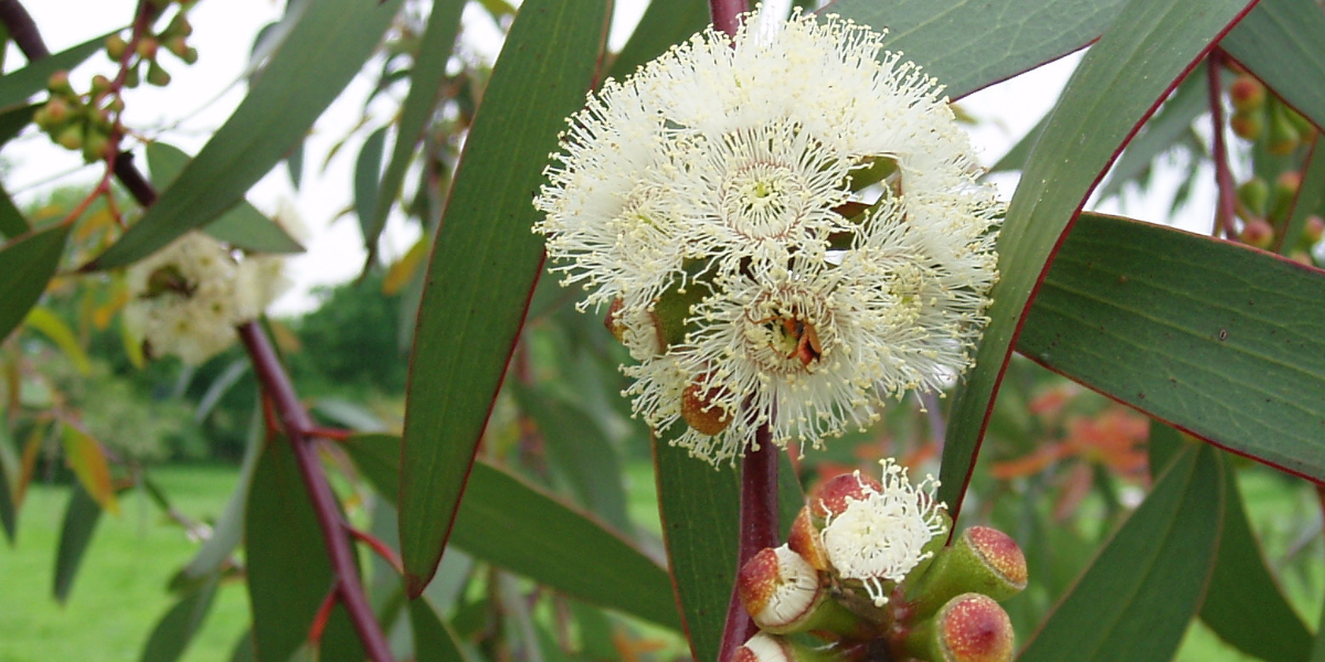 Eucalyptus