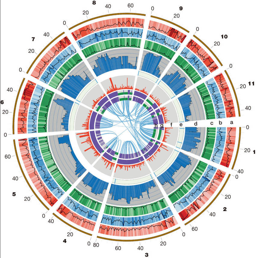 Eucalyptus grandis genome