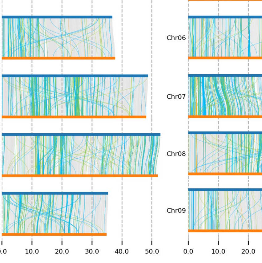T2T Eucalyptus Genome