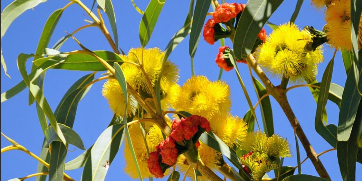 Eucalyptus genome