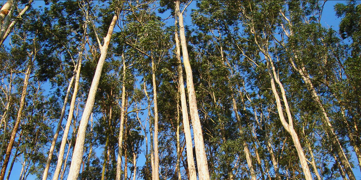 Eucalyptus forest