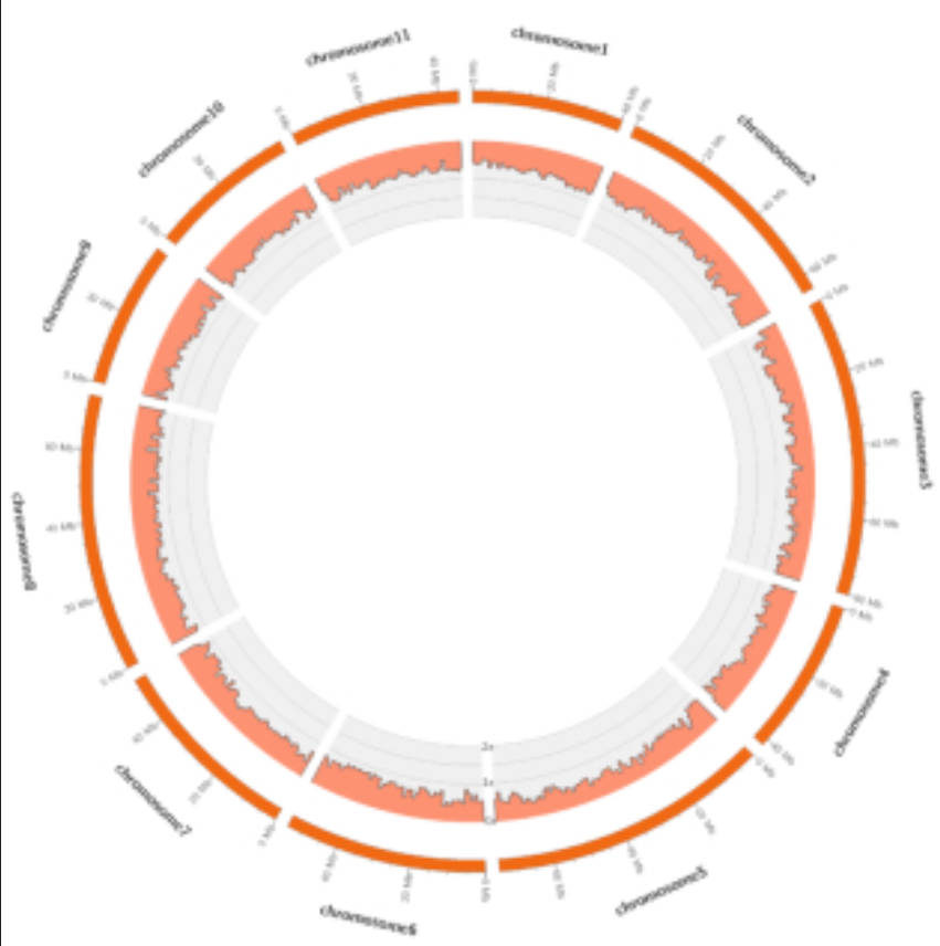 Eucalyptus pauciflora Genome Assembly