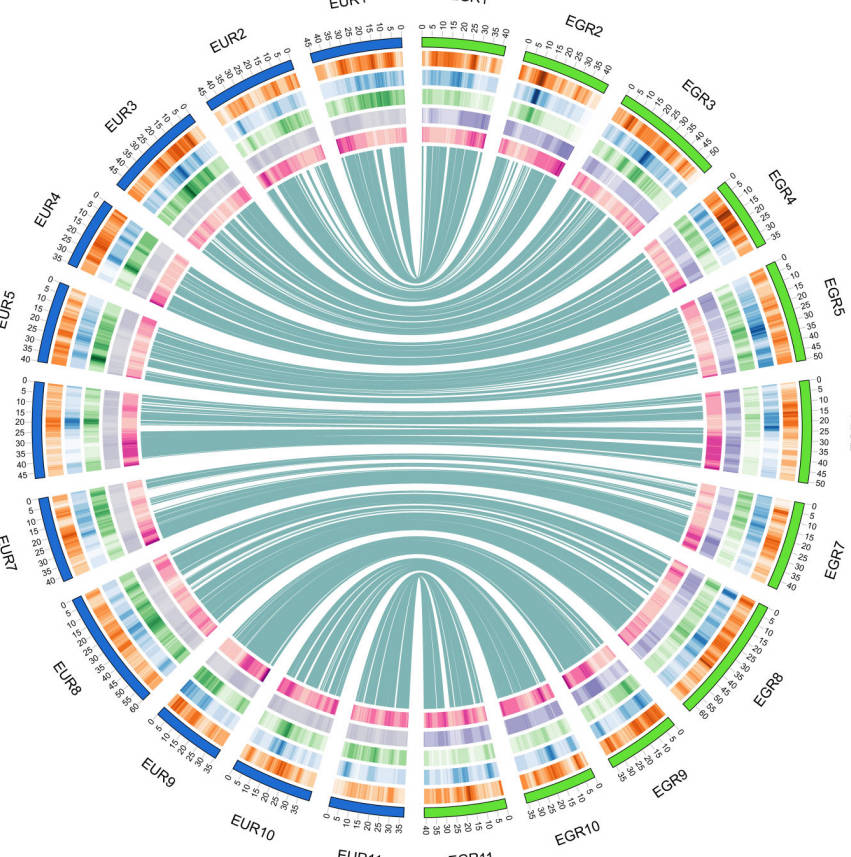 Structural Variation in Eucalyptus Hybrids